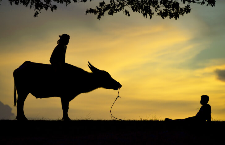 牛に乗った人が朝焼けを眺めているところ