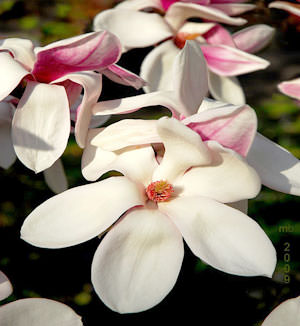 白い花々
