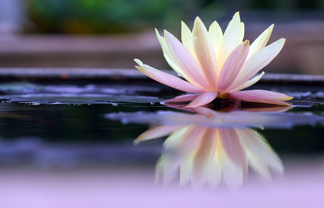 池で白く綺麗に咲く蓮の花