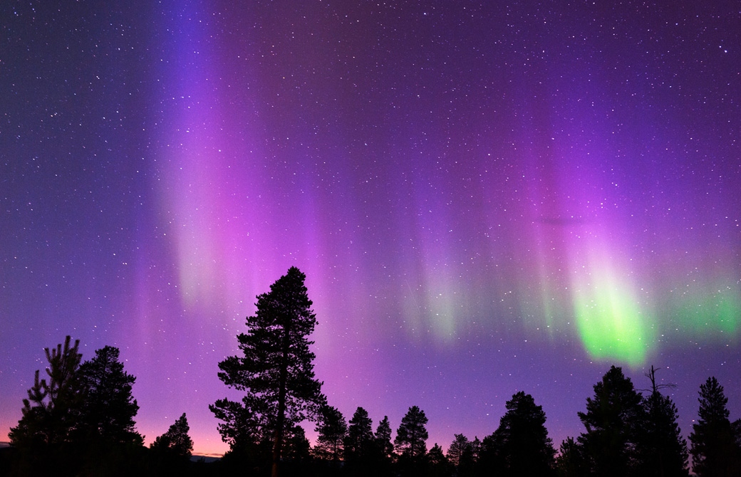 紫色に輝くオーロラの森