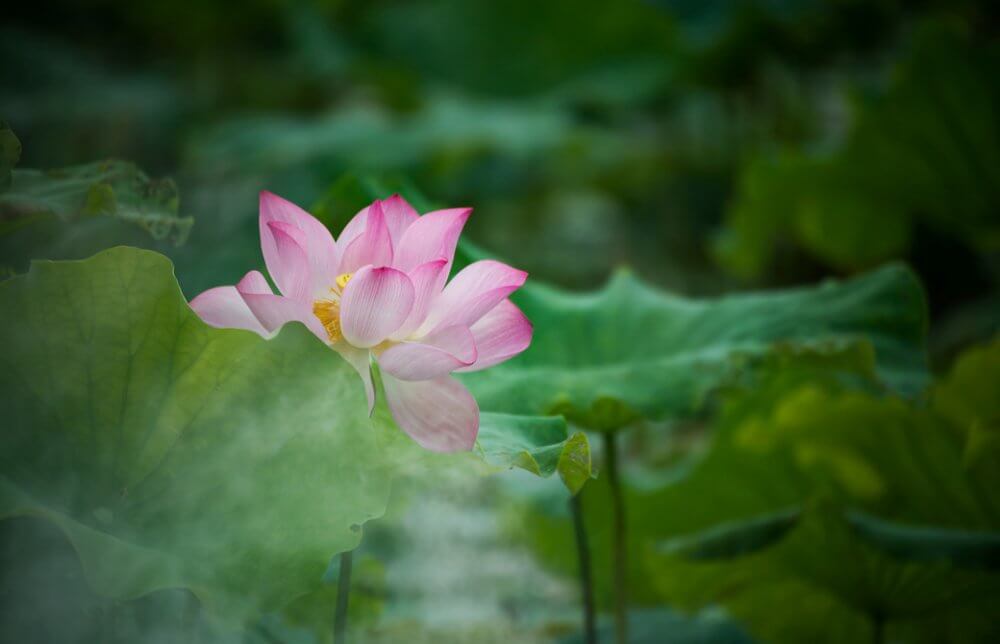 ピンク色の蓮の花と大きな葉