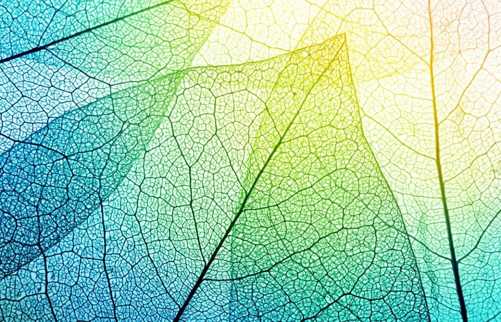 葉脈に明るいライトがあたっている