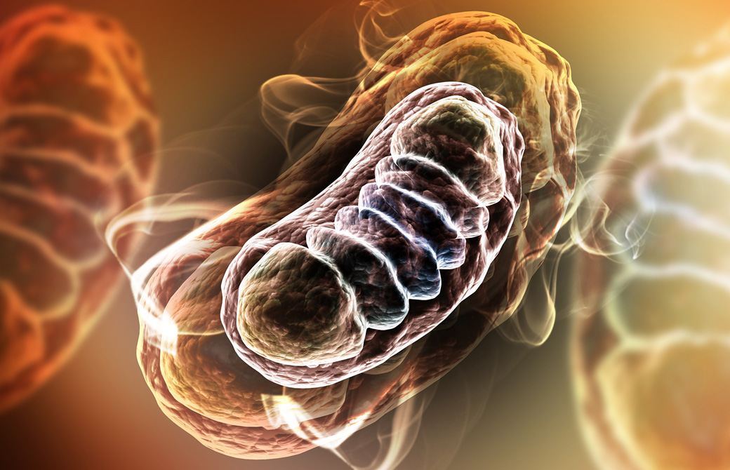 ミトコンドリア