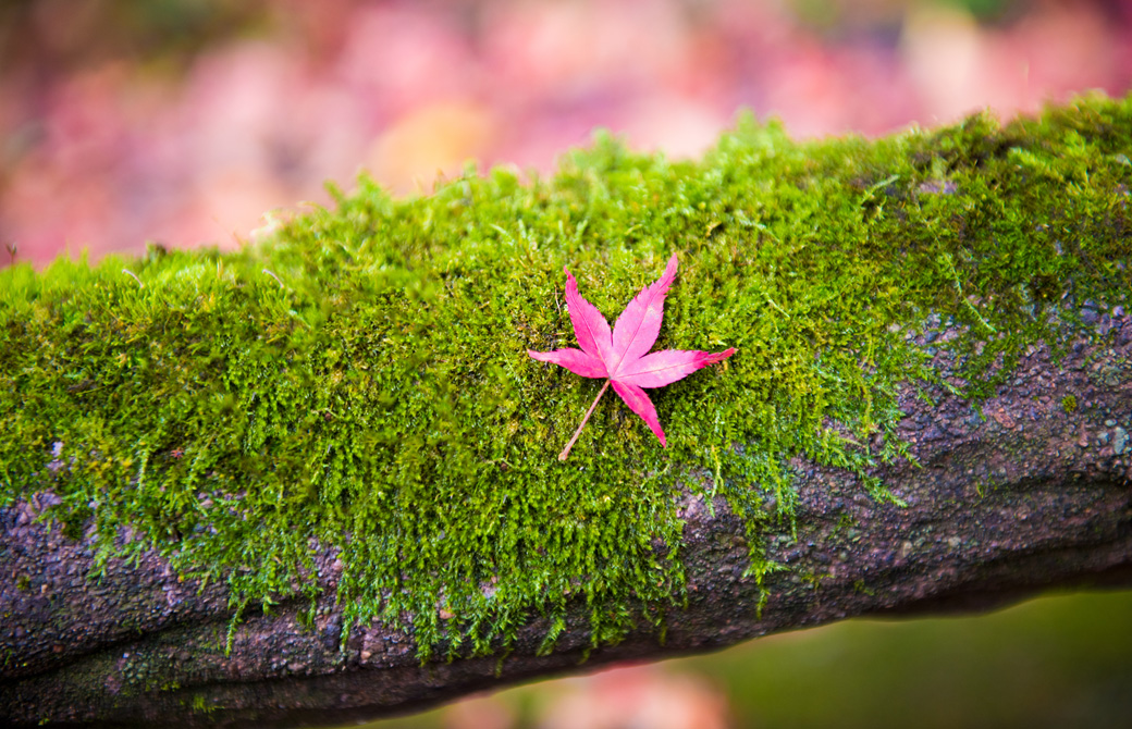 木の苔の上の綺麗なもみじ