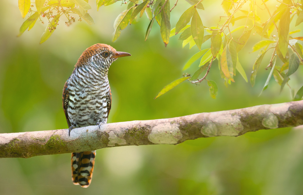 1羽の鳥が木の枝にとまっている