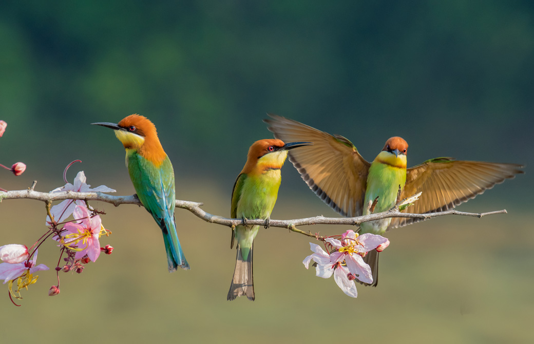 カラフルな3羽の鳥が桜の木の枝にとまっている
