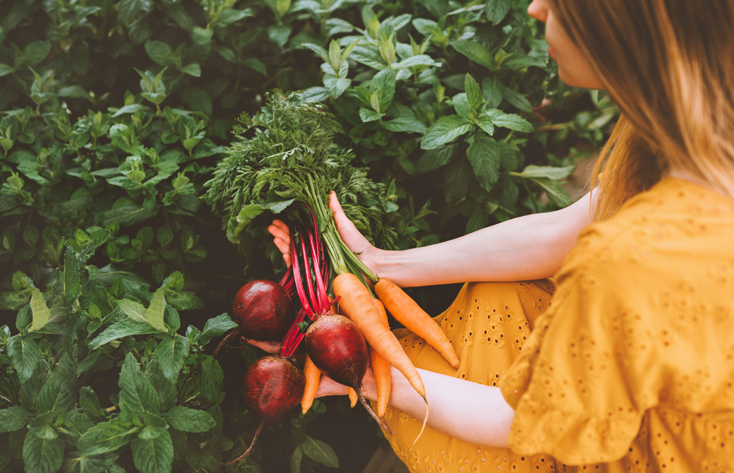 色つやのいい葉付きのビーツや人参を手にしている黄色いワンピース着た女性
