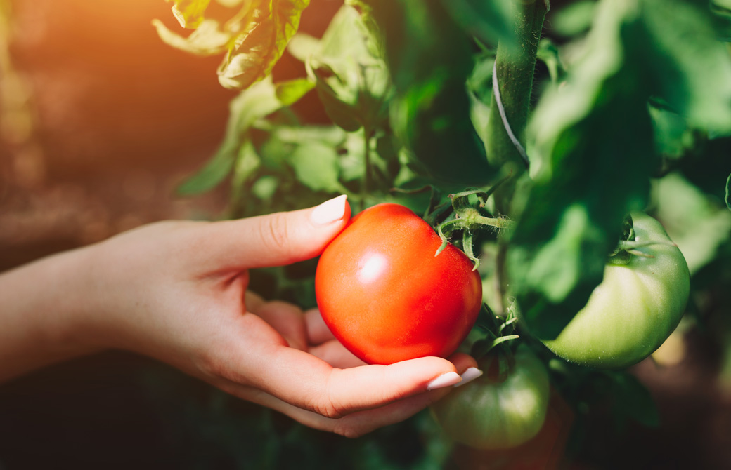 真っ赤に熟したトマトと持つ女性の手
