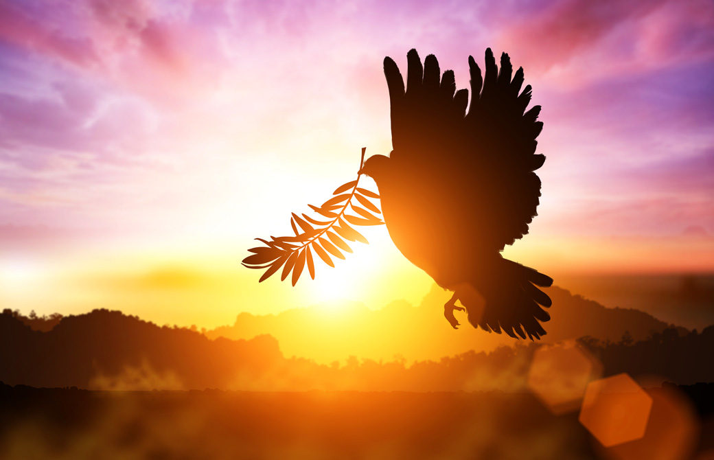 オリーブの葉をくわえたハトが朝日に照らされ飛んでいる