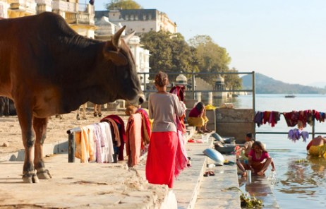 ガンジス川岸辺にいる牛や人や洗濯物