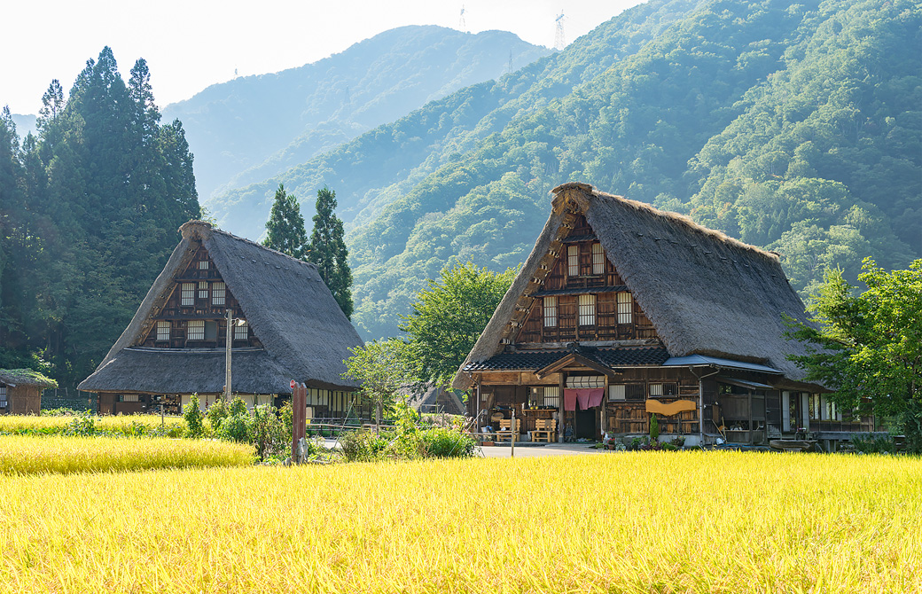 合掌造りの古民家と田んぼ