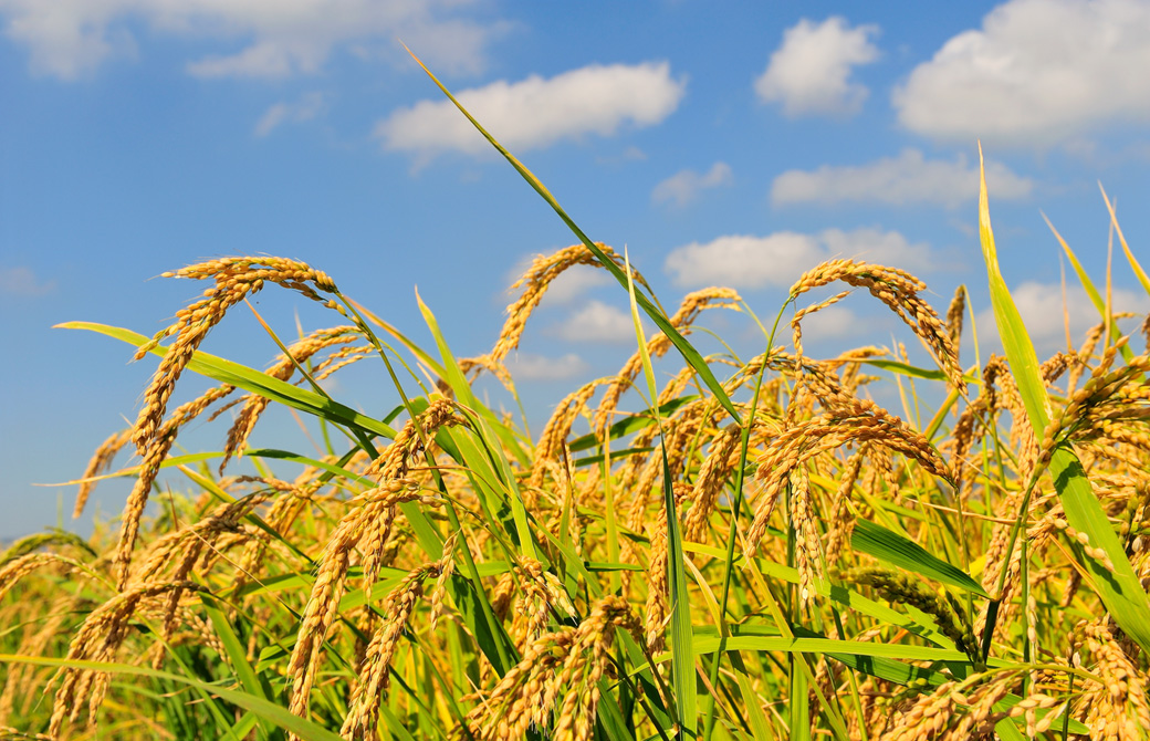 たわわに実った稲穂