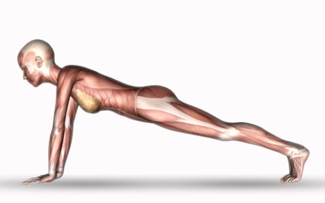 上肢帯に働く筋肉