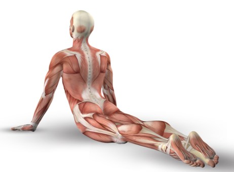 広背筋(こうはいきん)