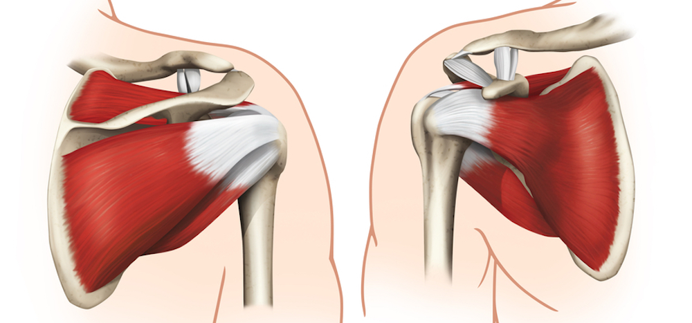 肩甲骨の解剖図