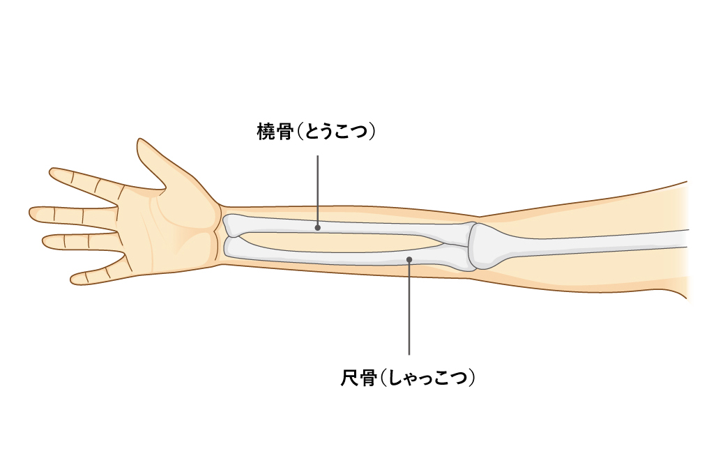 腕の骨