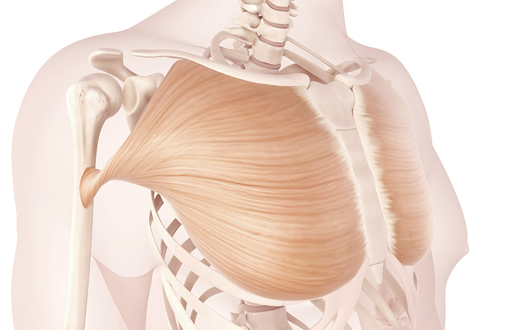 大胸筋を意識する