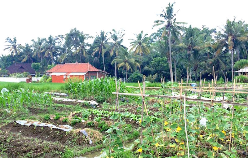 バリ島の畑の風景