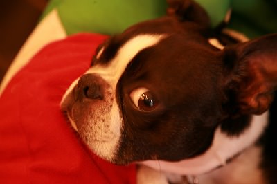 登場してくれたのは  休憩の為に入ったカフェの看板犬君