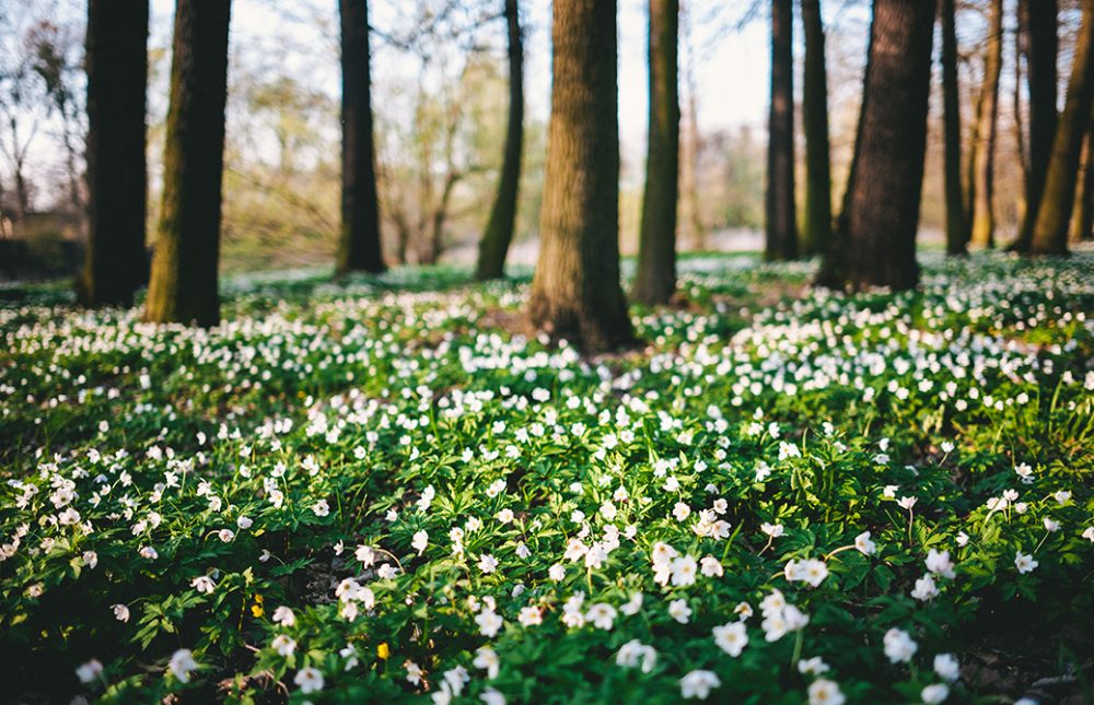 禅語に見るヨガの心　 VOL.1「薫風自南来」