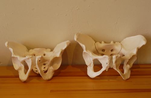 男女の骨盤模型