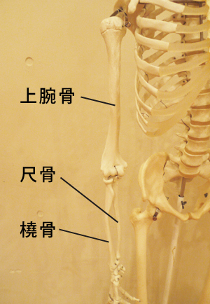 腕の骨模型