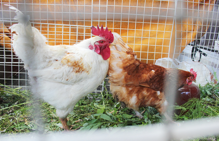 YAMASUKEのニワトリ