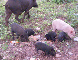 インドの路上にいる豚