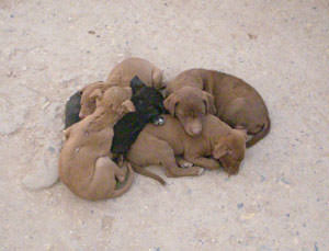 寄り添っている親犬と子犬たち