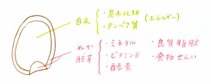 玄米の断面図
