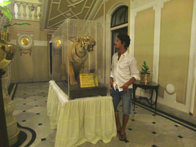 虎のはく製を見つめる更科有哉