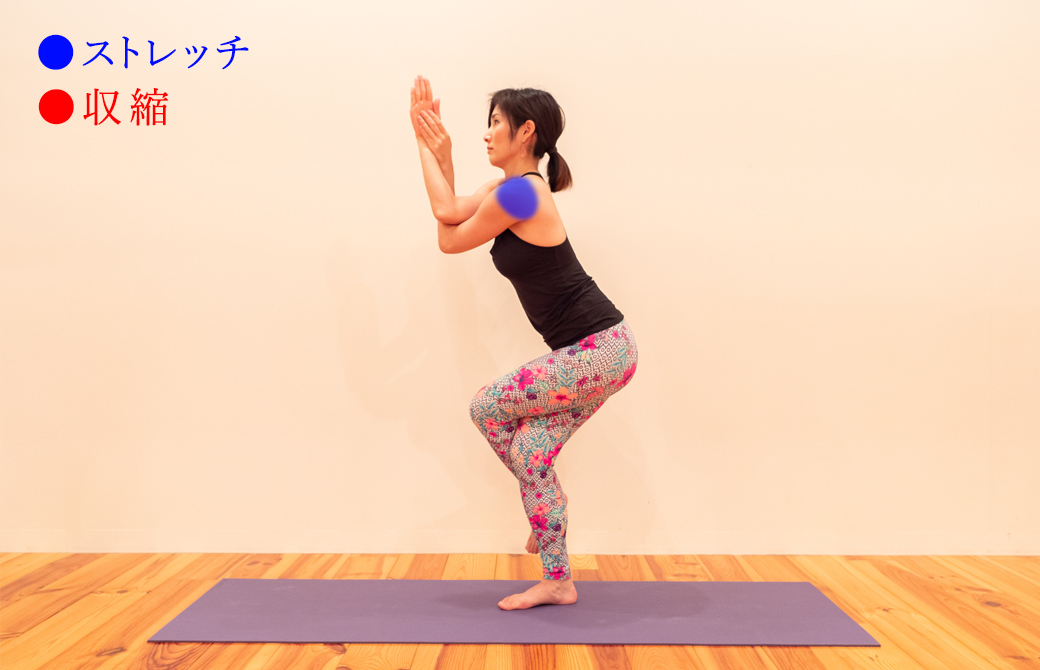 ガルダ―サナ(わしのポーズ)における三角筋の収縮とストレッチ