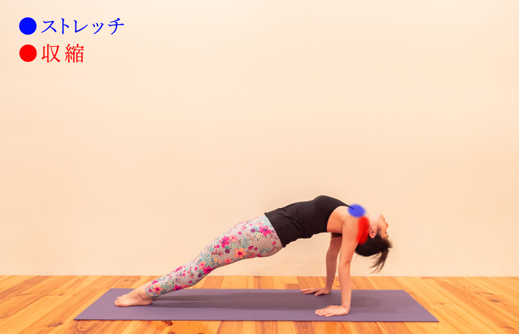 プルボッタ―サナ(上向きの板のポーズ)における三角筋の収縮とストレッチ