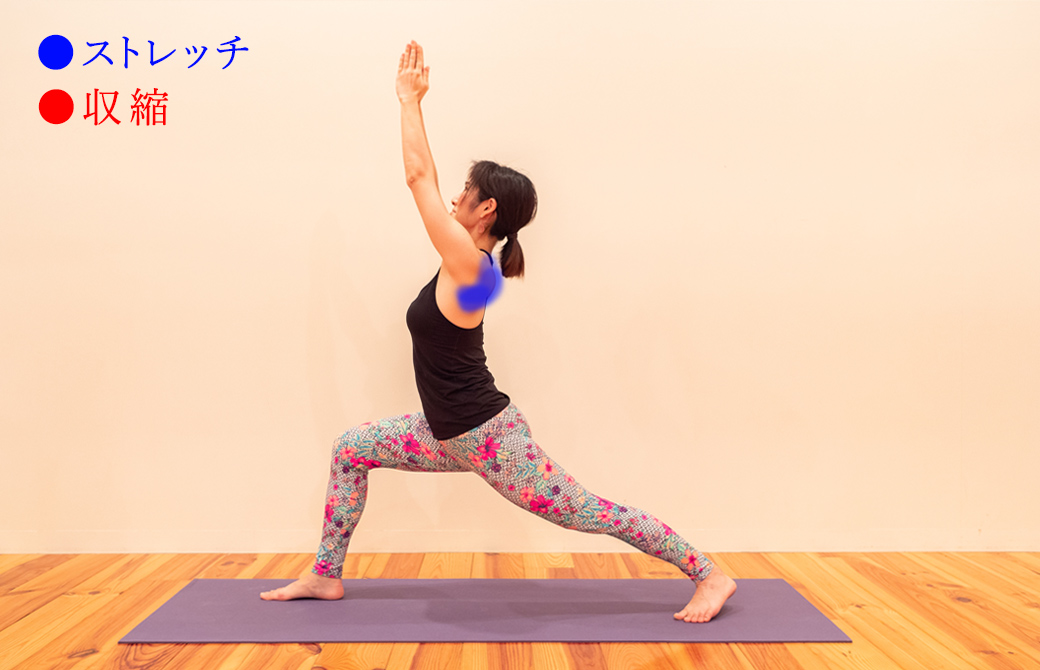 ヴィラバドゥラーサナ1(戦士のポーズ1)における三角筋の収縮とストレッチ