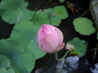 蓮の葉のつぼみ