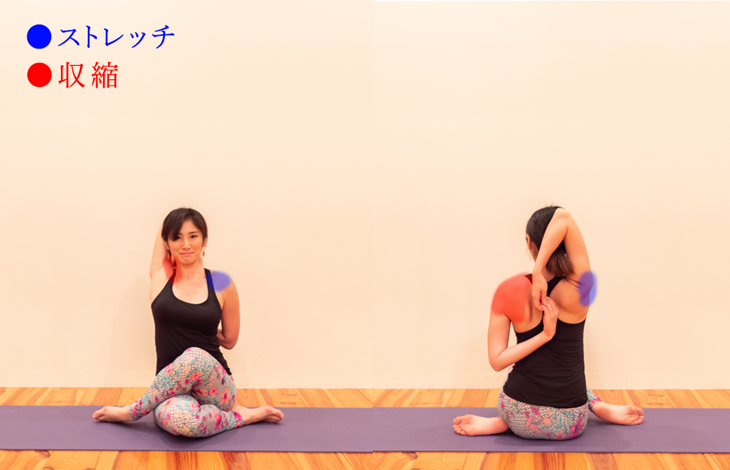 ゴムカ―サナ(牛面のポーズ)における三角筋の収縮とストレッチ