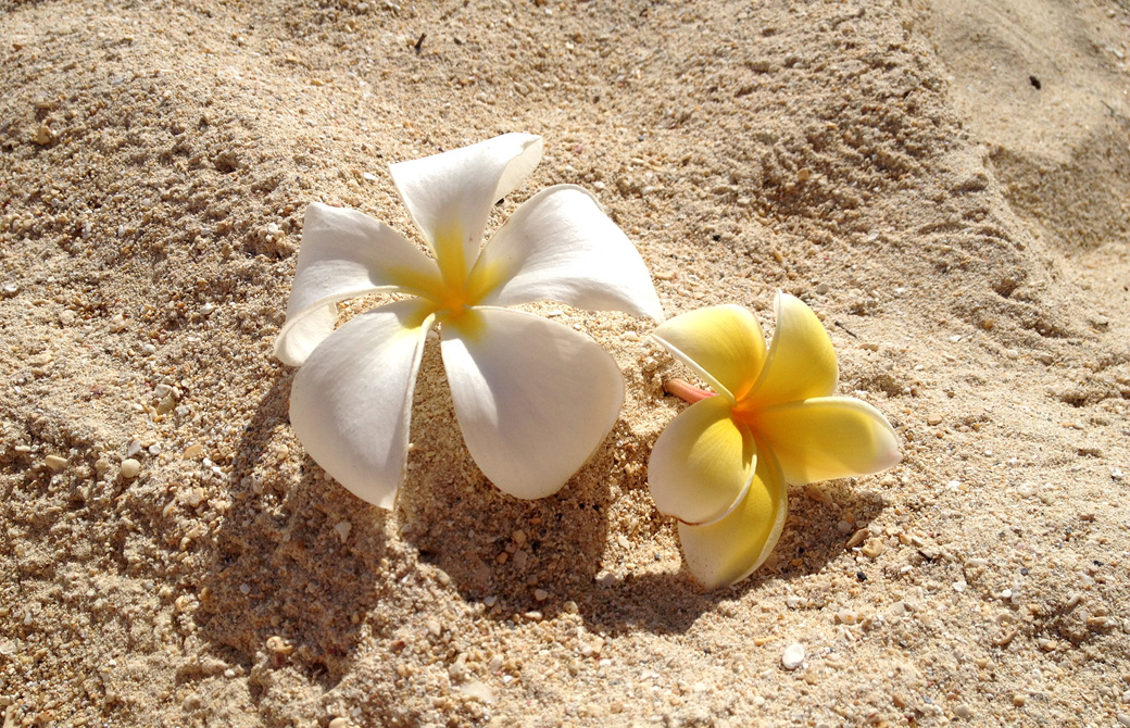 砂浜に置かれたプルメリア