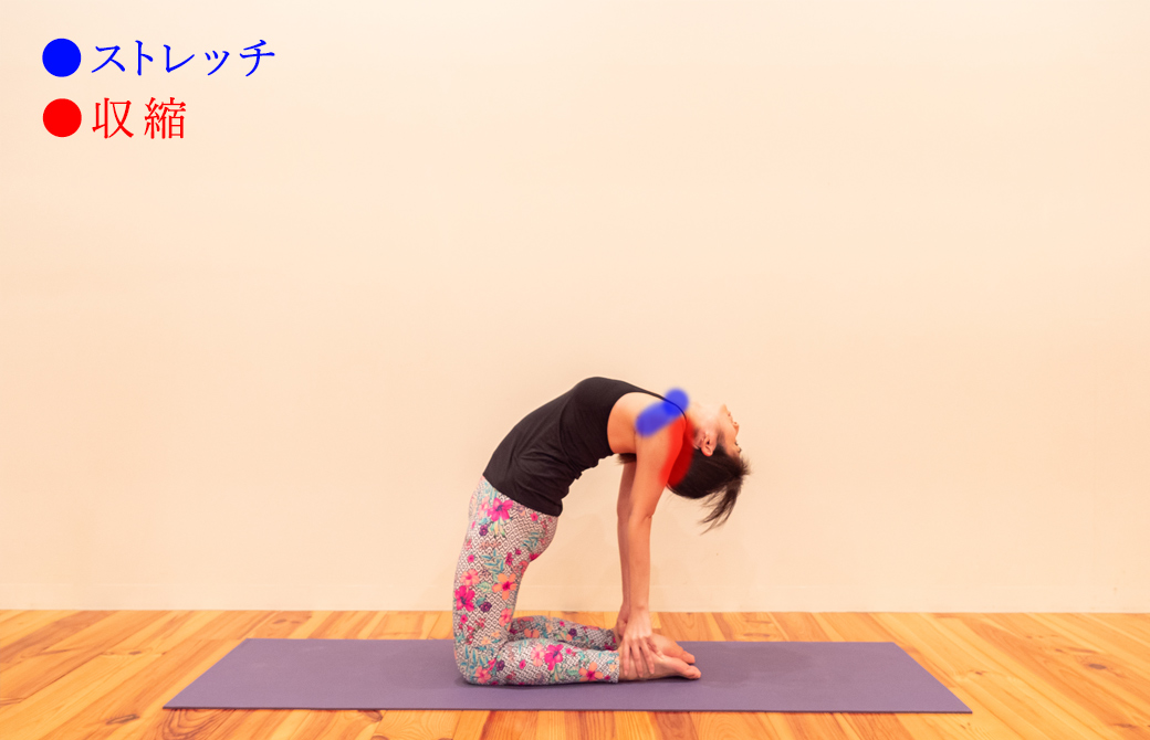 ウシュトラーサナ(ラクダのポーズ)における三角筋の収縮とストレッチ