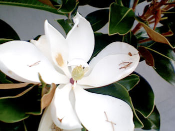 白い花