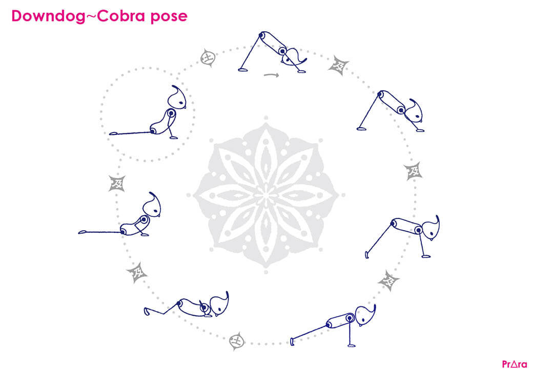 ダウンドックからコブラのポーズ