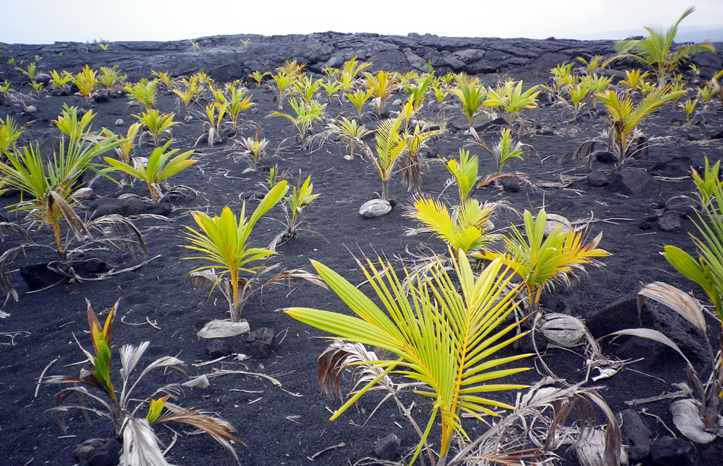 mahokoのブログ ハワイ島でたくましく育つココナツ