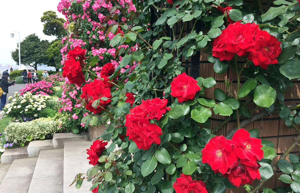 mahokoのブログ 山下公園のバラ