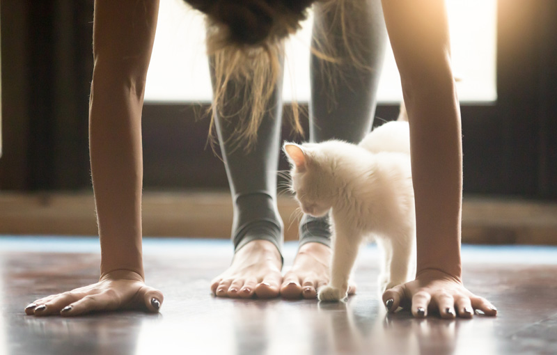 部屋で立位の前屈をしている女性とその足下でじゃれる猫