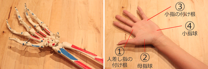 手のひらの骨模型と手