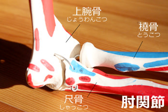 肘関節の骨模型