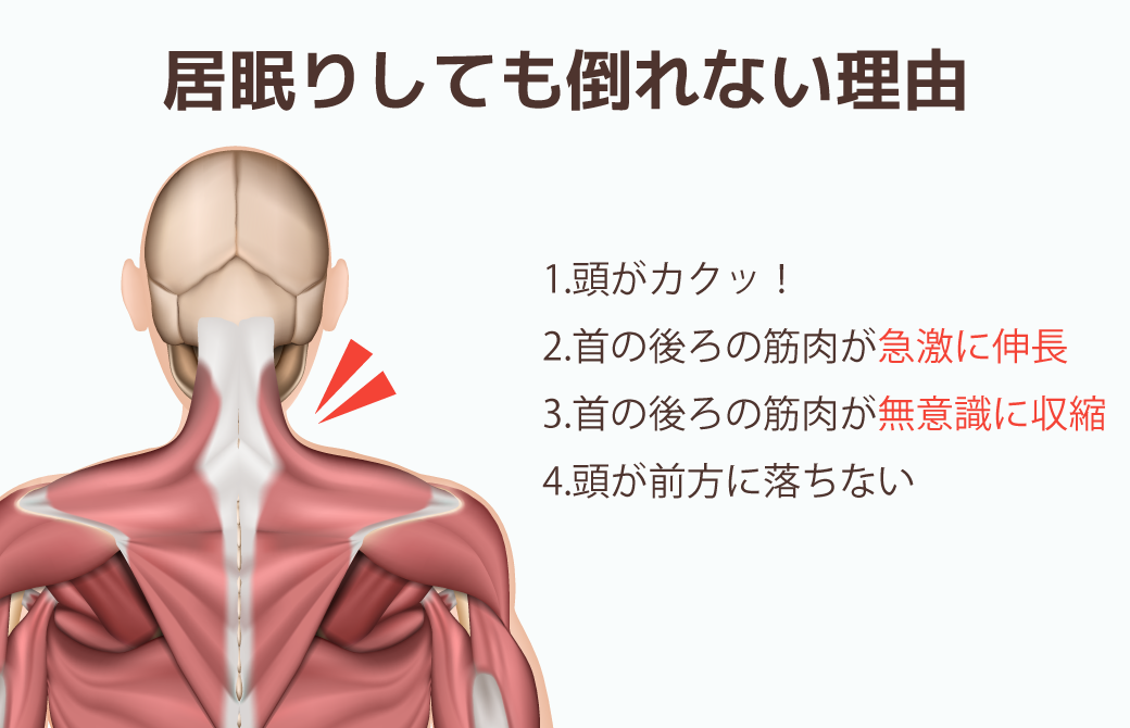 居眠りしても倒れない理由