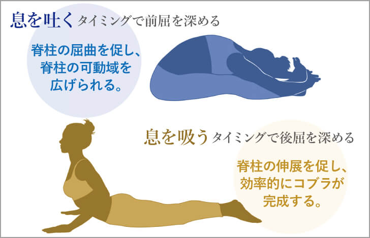 脊柱屈曲の代表的なアーサナ