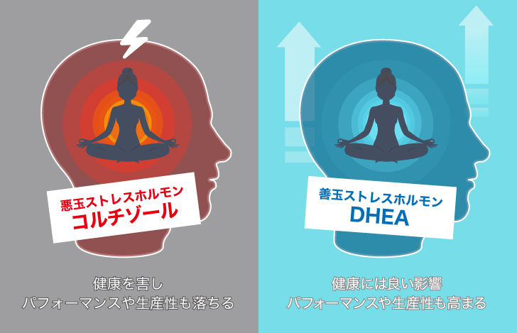 ストレスを感じた時に放出されるホルモンは2種類ある