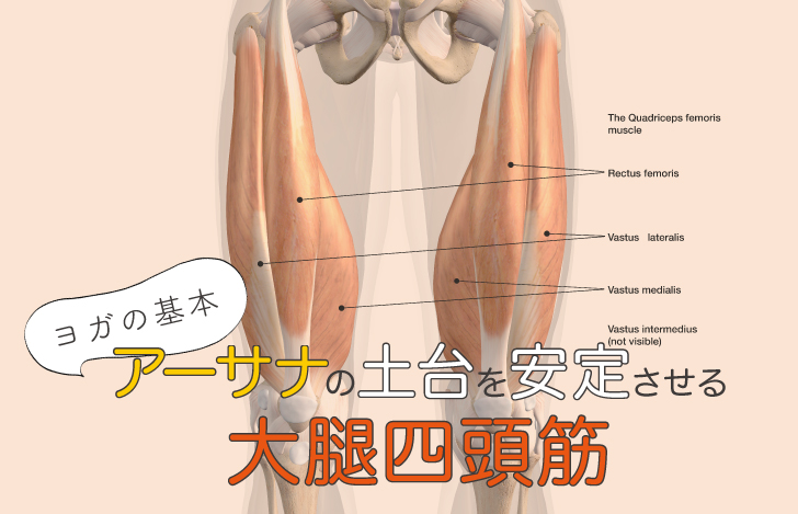 アーサナの土台を安定させる大腿四頭筋