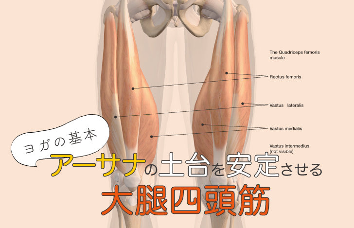 アーサナの土台を安定させる大腿四頭筋